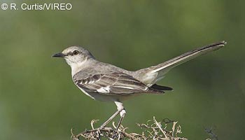Northern Mockingbird c22-37-282